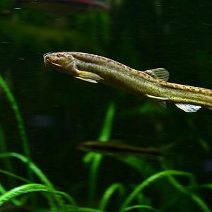 Misgurnus anguillicaudatus