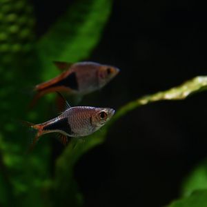 Trigonostigma heteromorpha