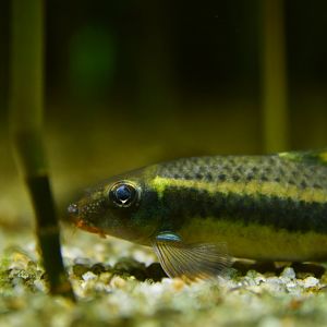 Epalzeorhynchos kalopterus