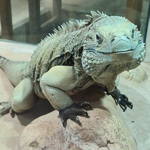 Grand Cayman blue iguana