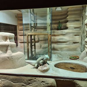 Grand Cayman blue iguana enclosure