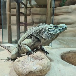 Grand Cayman blue iguana