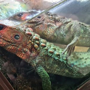 Caiman lizards
