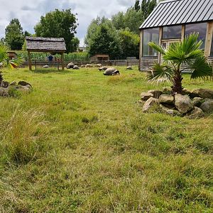 Aldabra giant tortoise yard