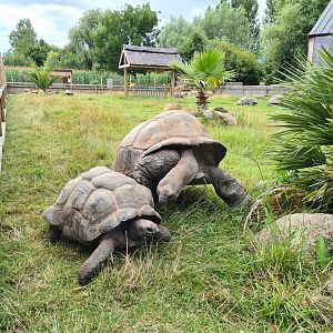 Aldabra giant tortoises