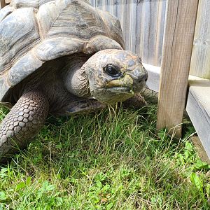 Aldabra giant tortoise close-up