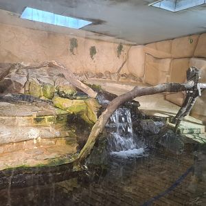 Asian water monitor enclosure