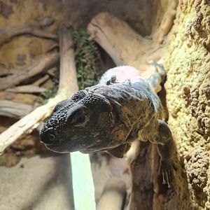 Banded spiny-tailed lizard