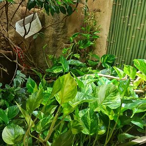 Veiled chameleon enclosure