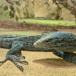 Blue-spotted tree monitor
