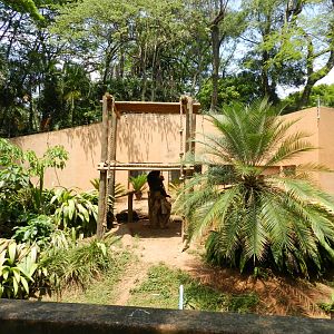Chimpanzee exhibit - Sorocaba zoo (PZMQB)