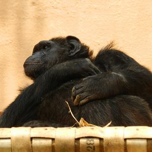 "Kelly", the chimpanzee - Sorocaba zoo (PZMQB)