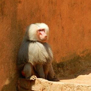 "João", the hamadryas baboon - Sorocaba zoo (PZMQB)