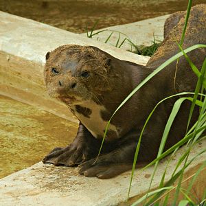 "Princesa", the giant otter - Sorocaba zoo (PZMQB)