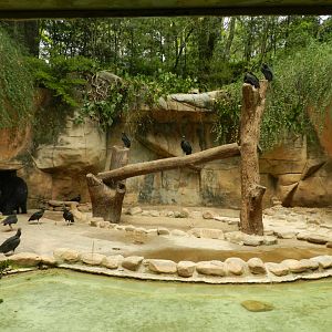 Spectacled bear exhibit - Sorocaba zoo (PZMQB)