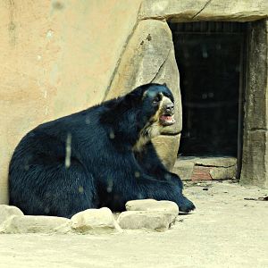 Spectacled bear - Sorocaba zoo (PZMQB)