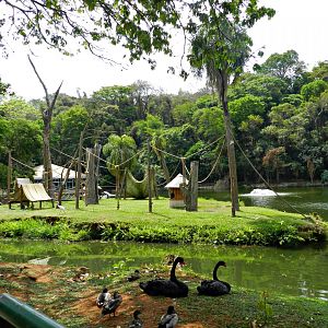 Spider monkey island - Sorocaba zoo (PZMQB)