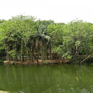 Capuchin monkey island - Sorocaba zoo (PZMQB)