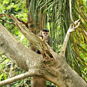 Capuchin monkey - Sorocaba zoo (PZMQB)