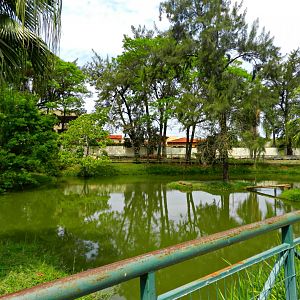 Broad-snouted caiman exhibit - Sorocaba zoo (PZMQB)