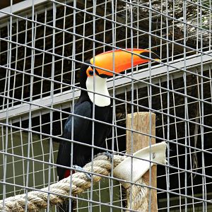 Toco toucan - Sorocaba zoo (PZMQB)