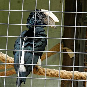 Silvery-cheeked hornbill - Sorocaba zoo (PZMQB)
