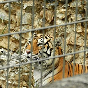 "índia", the bengal tigress - Sorocaba zoo (PZMQB)