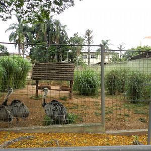 Greater rhea exhibit - Sorocaba zoo (PZMQB)