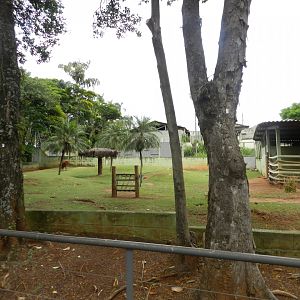 Llama and tortoise paddock - Sorocaba zoo (PZMQB)