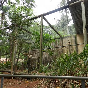 Andean condor exhibit - Sorocaba zoo (PZMQB)