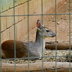 Brocket deer - Sorocaba zoo (PZMQB)
