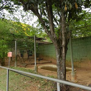 Hoary fox exhibit - Sorocaba zoo (PZMQB)