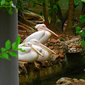 Pelicans at rest - Sorocaba zoo (PZMQB)