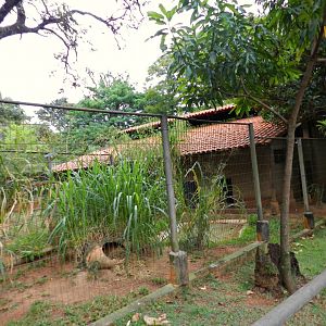 Hoary fox exhibit - Sorocaba zoo (PZMQB)