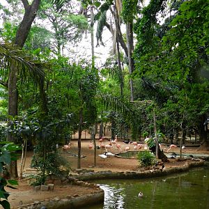 Flamingo/waterfowl lake - Sorocaba zoo (PZMQB)