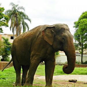 "Sandro", the asian elephant - Sorocaba zoo (PZMQB)