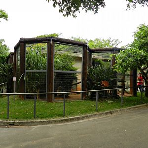 Tayra exhibit - Sorocaba zoo (PZMQB)
