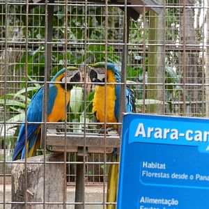 Blue and gold macaws - Sorocaba zoo (PZMQB)