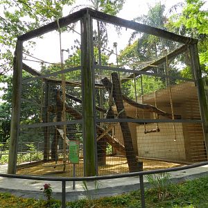 Southern muriqui exhibit - Sorocaba zoo (PZMQB)