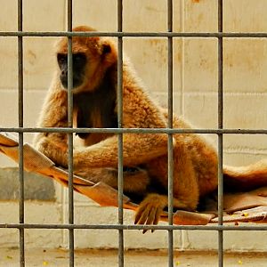 Southern muriqui - Sorocaba zoo (PZMQB)
