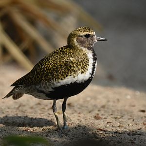 Eurasian golden plover (Pluvialis apricaria)