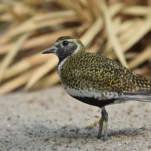Eurasian golden plover (Pluvialis apricaria)