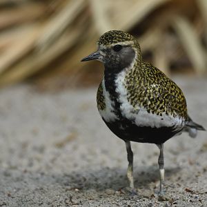 Eurasian golden plover (Pluvialis apricaria)