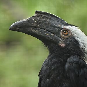 Black hornbill (Anthracoceros malayanus)