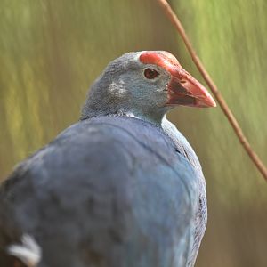 West Mediterranean Purple Swamphen (Porphyrio porphyrio porphyrio)