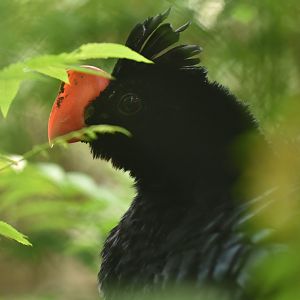 Razor-billed curassow (Mitu tuberosum)