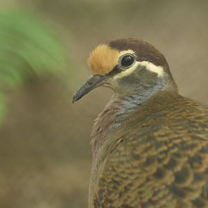 Common bronzewing (Phaps chalcoptera)