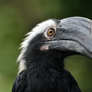 Black hornbill (Anthracoceros malayanus)