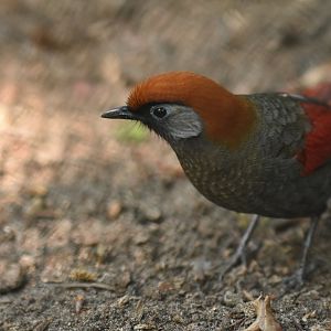 Red-tailed laughingthrush (Trochalopteron )
