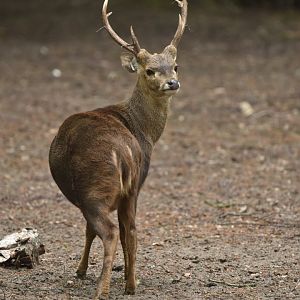 Bawean deer (Axis kuhlii)
